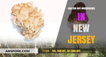 Where to Buy Mushrooms in New Jersey: A Legal Guide