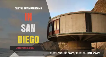 Where to Buy Mushrooms in San Diego: A Comprehensive Guide