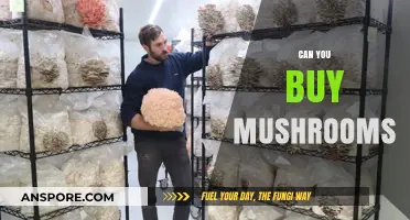 Where to Buy Mushrooms: A Comprehensive Guide for Consumers