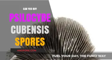 Where to Buy Psilocybe Cubensis Spores Legally and Safely