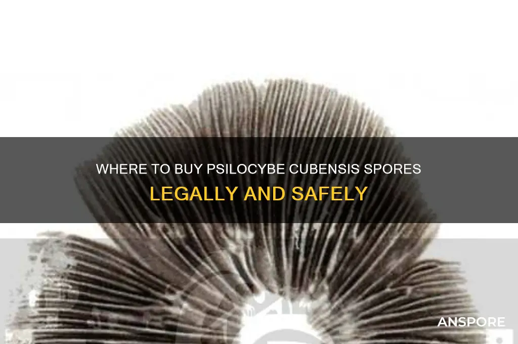 can you buy psilocybe cubensis spores