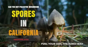 Buying Psilocybe Mushroom Spores in California: Legal or Not?