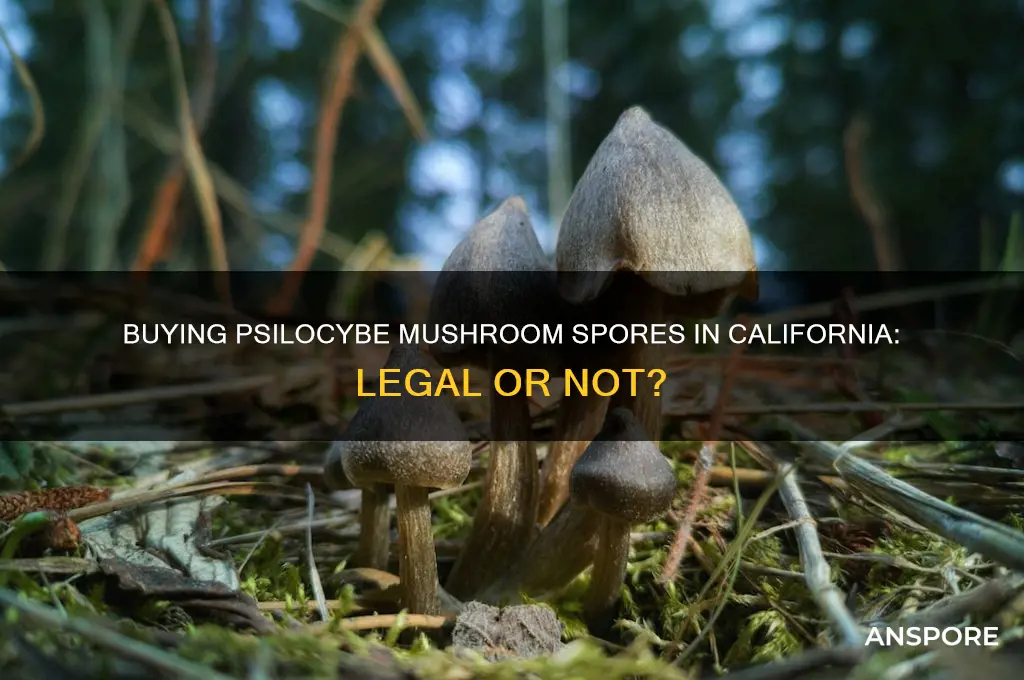 can you buy psilocybe mushroom spores in california