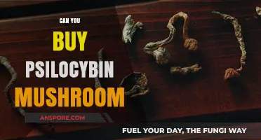 Where to Buy Psilocybin Mushrooms: Legal Options and Safety Tips