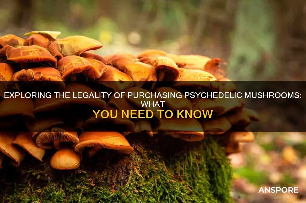 can you buy psychadelic mushroom