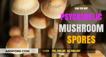 Exploring Legality: Can You Buy Psychedelic Mushroom Spores?