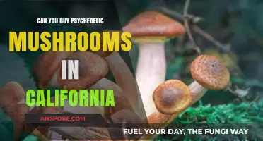 Buying Psychedelic Mushrooms in California: Legal Status and Options