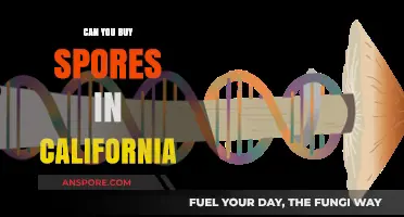 Buying Spores in California: Legalities, Sources, and What You Need to Know