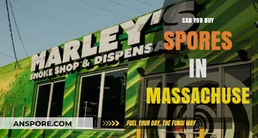 Buying Spores in Massachusetts: Legalities, Sources, and Cultivation Tips