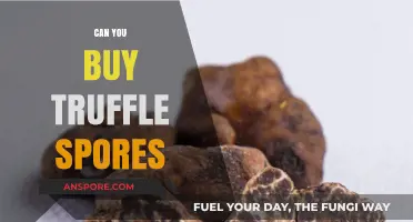 Where to Buy Truffle Spores for Successful Cultivation at Home
