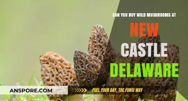 Where to Find Wild Mushrooms in New Castle, Delaware