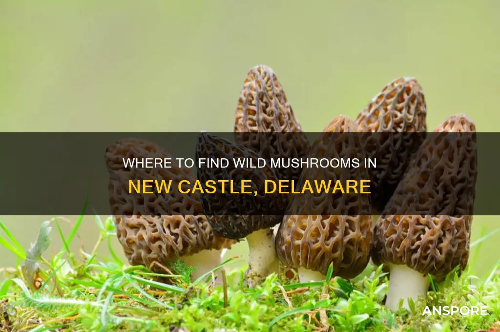 can you buy wild mushrooms at new castle delaware