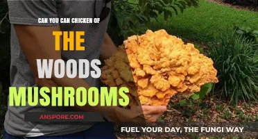 Can You Can Chicken of the Woods Mushrooms? A Preservation Guide