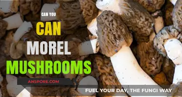 Canning Morel Mushrooms: A Safe and Delicious Preservation Guide