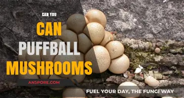 Can You Safely Can Puffball Mushrooms? A Preservation Guide