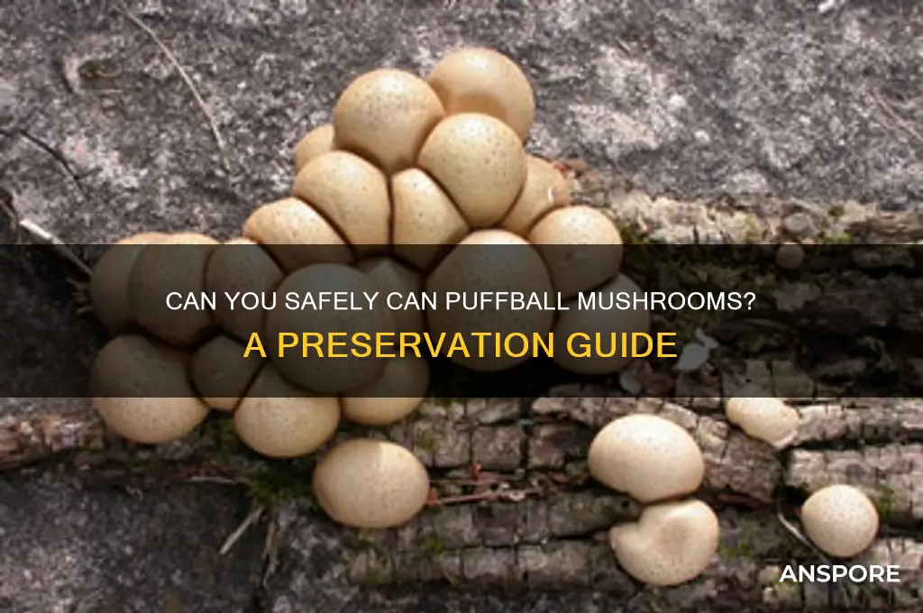 can you can puffball mushrooms