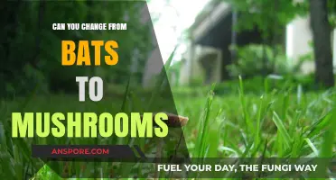 Transforming Ecosystems: Shifting Focus from Bats to Mushroom Cultivation