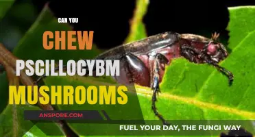Can You Chew Psilocybin Mushrooms? Risks, Effects, and Safety Tips