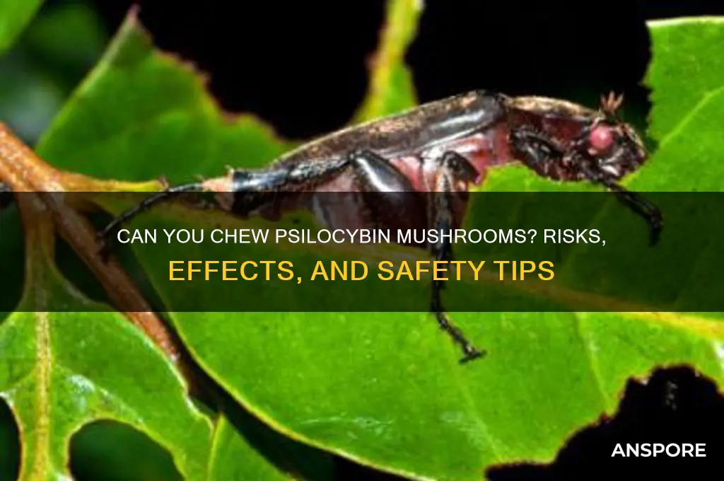 can you chew pscillocybm mushrooms