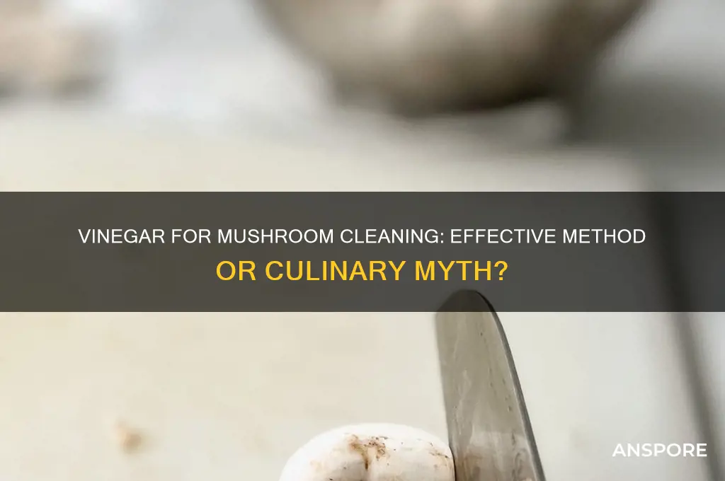 can you clean mushrooms with vinegar