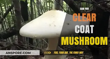 Can You Clear Coat Mushrooms? A Guide to Preserving Fungi