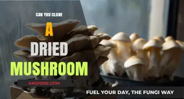 Reviving Fungi: Can You Clone a Dried Mushroom Successfully?