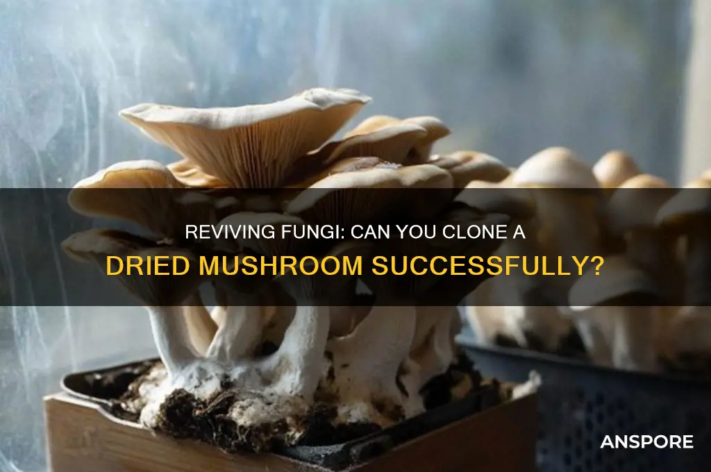 can you clone a dried mushroom