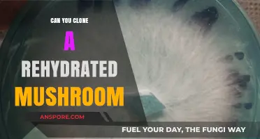 Rehydrated Mushroom Cloning: Unveiling the Possibility of Replication