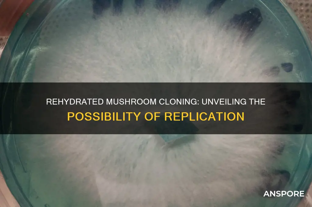 can you clone a rehydrated mushroom