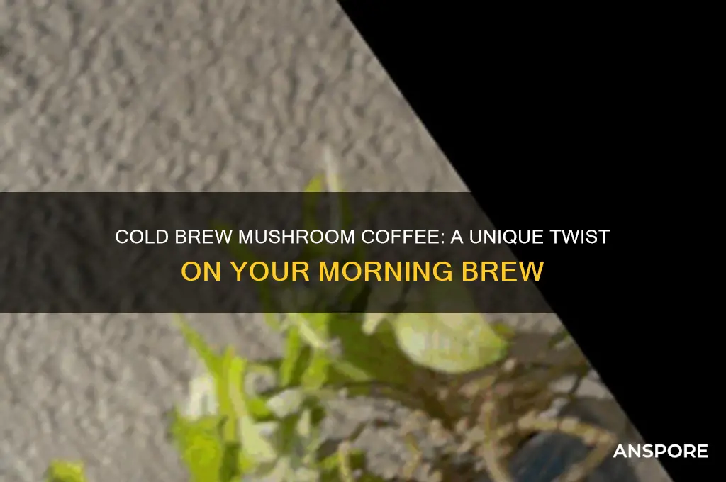 can you cold brew mushroom coffee