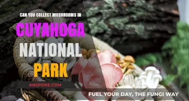 Mushroom Foraging in Cuyahoga National Park: Rules and Tips