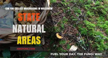 Harvesting Mushrooms in Wisconsin's State Natural Areas: Rules and Tips