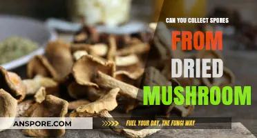Harvesting Spores from Dried Mushrooms: A Comprehensive Guide for Enthusiasts
