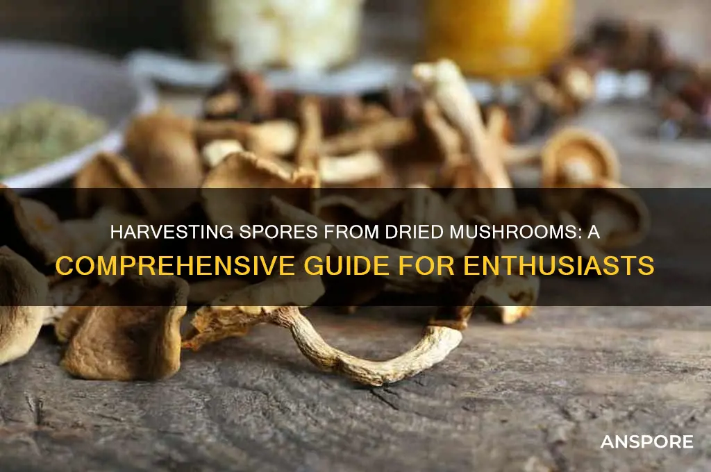 can you collect spores from dried mushrooms