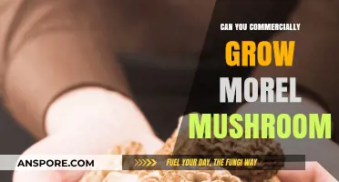 Commercial Morel Mushroom Cultivation: Opportunities, Challenges, and Profitability Explored