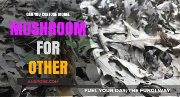 Morel Mushrooms: Identifying Look-Alikes and Avoiding Confusion in the Wild