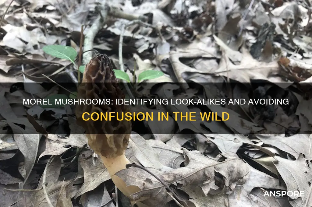 can you confuse morel mushroom for other