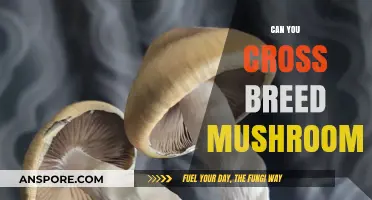 Exploring Mushroom Hybridization: Can You Cross Breed Different Fungal Species?