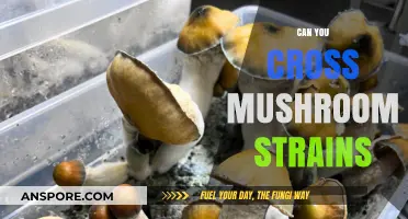 Crossbreeding Mushroom Strains: Techniques, Benefits, and Potential Risks Explained