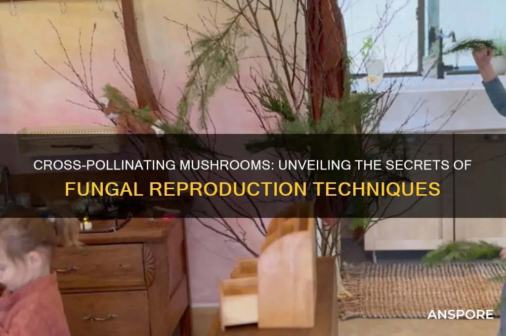can you cross pollinate mushrooms