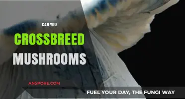 Exploring Mushroom Crossbreeding: Possibilities, Challenges, and Cultivation Techniques