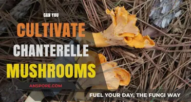 Cultivating Chanterelle Mushrooms: Tips for Growing This Delicate Delicacy