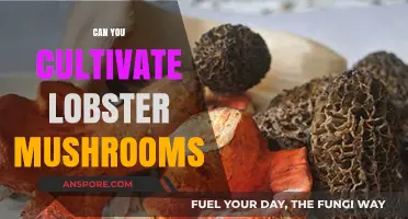 Cultivating Lobster Mushrooms: A Unique Fungal Fusion for Foragers