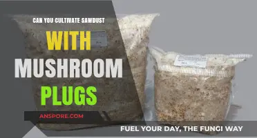 Cultivating Mushrooms: Using Sawdust and Plugs for Successful Growth