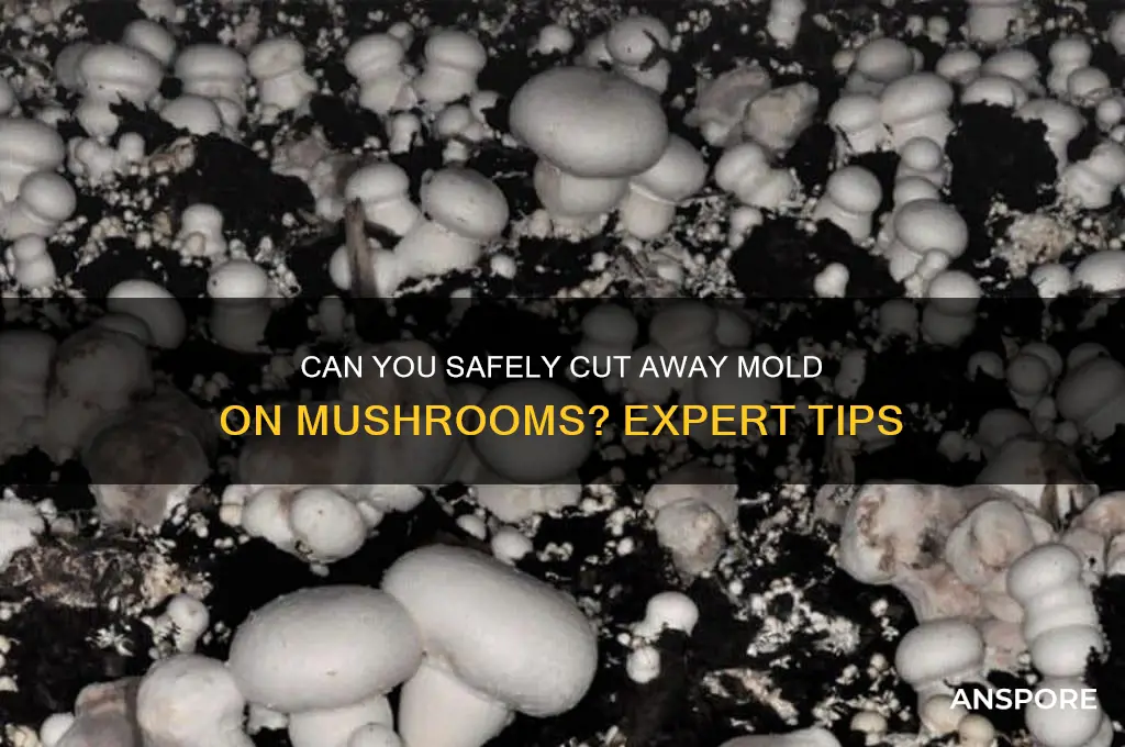 can you cut away mold on mushrooms