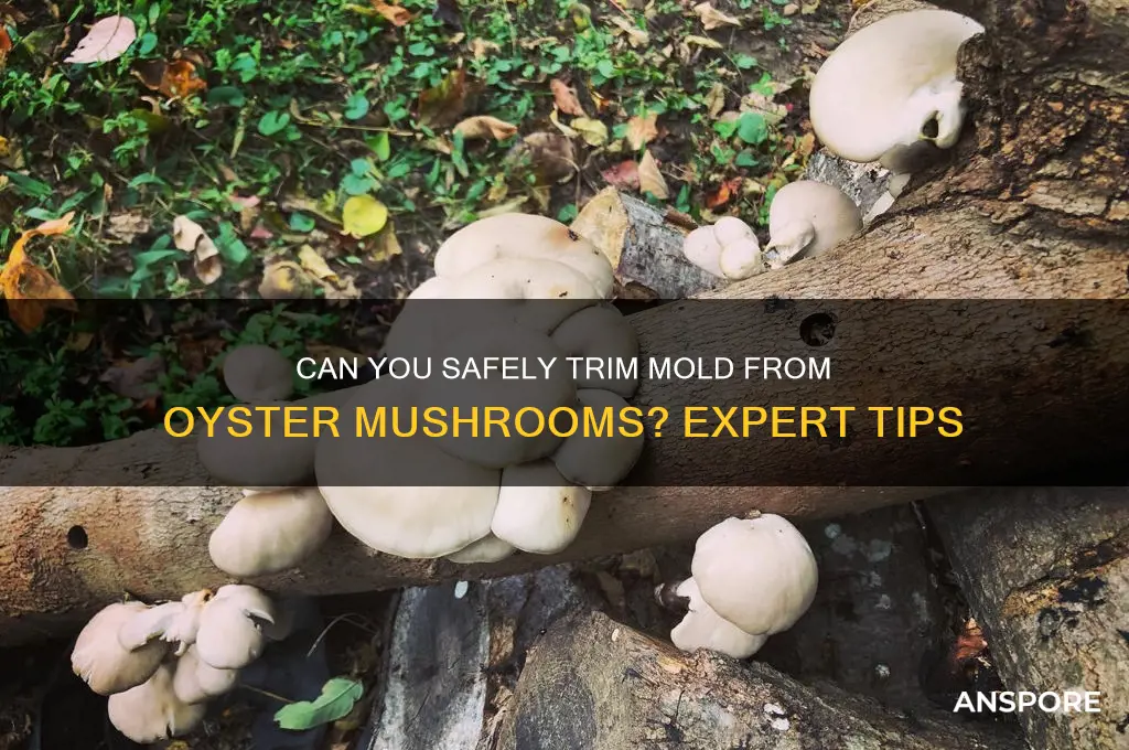 can you cut off the mold on oyster mushrooms