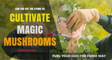 Trimming Stems for Magic Mushroom Cultivation: Effective Technique or Myth?