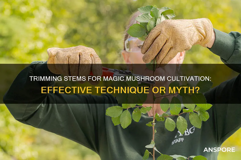 can you cut the stems to cultivate magic mushrooms