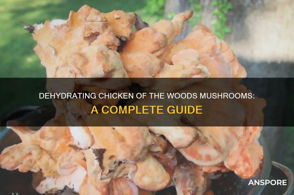 can you dehydrate chicken of the woods mushrooms