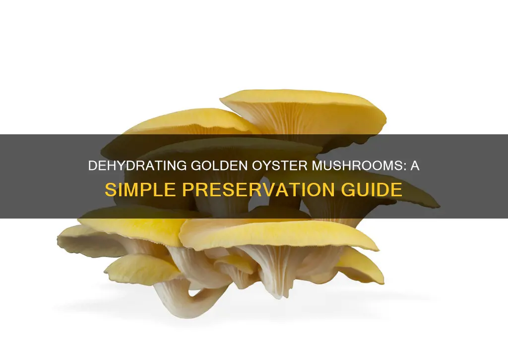 can you dehydrate golden oyster mushrooms